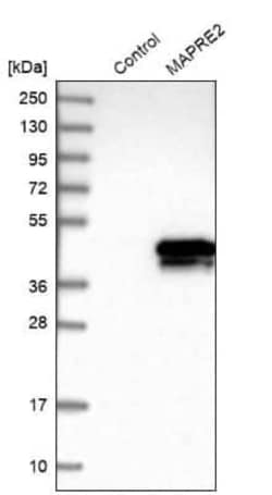 EB2 Antibody, Novus Biologicals:Antibodies:Primary Antibodies