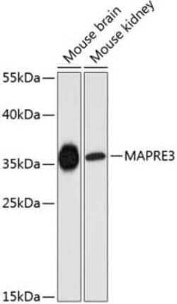 EB3 Antibody - Azide and BSA Free, Novus Biologicals:Antibodies:Primary