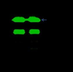 EBAG9/RCAS1 Rabbit anti-Human, Clone: 19, Novus Biologicals:Antibodies:Primary