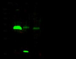 EBAG9/RCAS1 Rabbit anti-Human, Clone: 19, Novus Biologicals:Antibodies:Primary