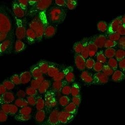 EBAG9/RCAS1 Mouse anti-Human, Clone: CPTC-EBAG9-1, Novus Biologicals:Antibodies:Primary