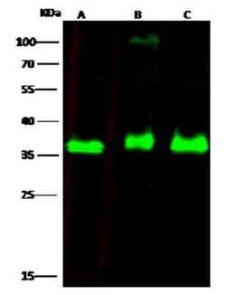 EBAG9/RCAS1 Antibody, Novus Biologicals 100 &mu;g; Unconjugated:Antibodies,