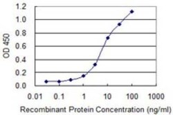 EBF-1 Antibody (1C12), Novus Biologicals 50 &mu;g | Buy Online | Novus Biologicals | Fisher Scientific