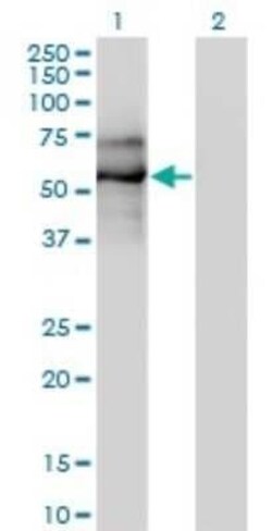 EBF-1 Antibody (1C12), Novus Biologicals 50 &mu;g | Buy Online | Novus Biologicals | Fisher Scientific