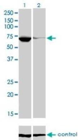 EBF-1 Antibody (1G8), Novus Biologicals 0.1 mg | Buy Online | Novus Biologicals | Fisher Scientific