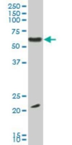 EBF-3 Antibody (1G3), Novus Biologicals 0.1 mg | Buy Online | Novus Biologicals | Fisher Scientific