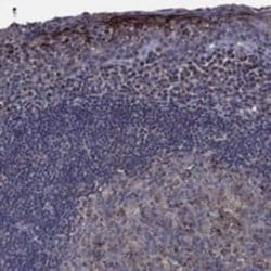 EBI2/GPR183 Rabbit anti-Human, Polyclonal, Novus Biologicals 25 &mu;g;