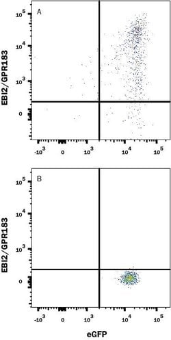 Human EBI2 Antibody, R D Systems 100 &mu;g; Unconjugated:Antibodies, Monoclonal