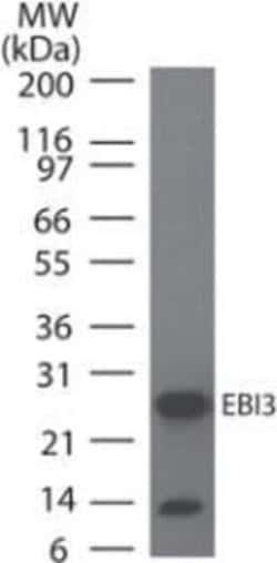 EBI3 Antibody (10J706) - Azide and BSA Free, Novus Biologicals 0.1 mg;
