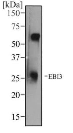 EBI3 Antibody (10J803) - Azide and BSA Free, Novus Biologicals 0.1 mg;