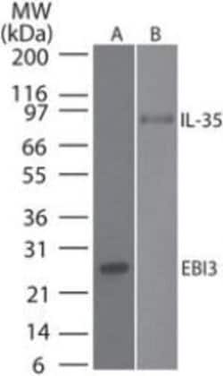 EBI3 Antibody (10J803) - Azide and BSA Free, Novus Biologicals 0.1 mg;