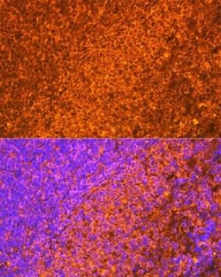 EBI3 Rabbit anti-Human, Mouse, Rat, Clone: 9J1H4, Novus Biologicals 20