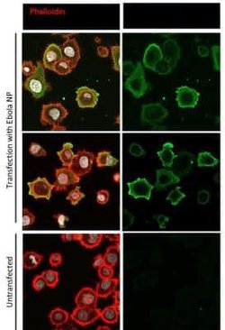 EBOV Antibody, Novus Biologicals 0.1 mg; Unconjugated:Antibodies, Polyclonal