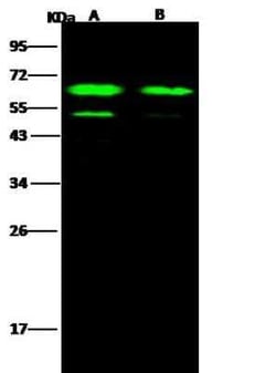 EBOV GP Antibody, Novus Biologicals:Antibodies:Primary Antibodies