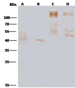 EBOV GP Antibody, Novus Biologicals:Antibodies:Primary Antibodies