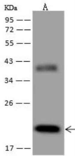 EBOV Nucleoprotein Antibody (09), Novus Biologicals:Antibodies:Primary