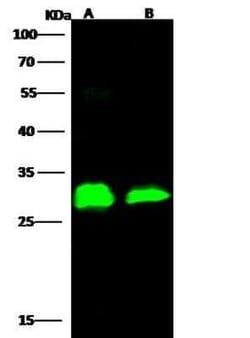 EBOV VP24 protein Antibody, Novus Biologicals:Antibodies:Primary Antibodies