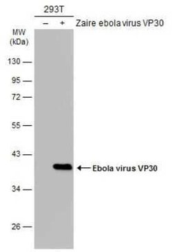 EBOV VP30 protein Antibody, Novus Biologicals 100 &mu;g; Unconjugated:Antibodies,