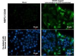 EBOV VP35 protein Antibody, Novus Biologicals 100 μg; Unconjugated:Antibodies,