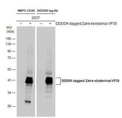 EBOV VP35 protein Antibody, Novus Biologicals 100 μg; Unconjugated:Antibodies,