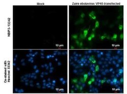 EBOV VP40 protein Antibody, Novus Biologicals 100 &mu;g | Buy Online | Bio-Techne | Fisher Scientific
