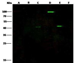 EBOV VP40 protein Antibody, Novus Biologicals 50 &mu;g; Unconjugated:Antibodies,