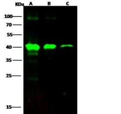 EBOV VP40 protein Antibody, Novus Biologicals 50 &mu;g; Unconjugated:Antibodies,