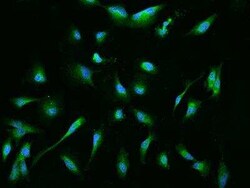 EBP Antibody, Novus Biologicals 100 &mu;g; Unconjugated:Antibodies, Polyclonal