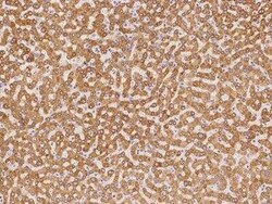 EBP Antibody, Novus Biologicals 100 &mu;g; Unconjugated:Antibodies, Polyclonal