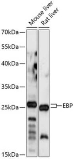 EBP Antibody - Azide and BSA Free, Novus Biologicals 0.1 mL, Unconjugated:Antikörper