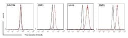 EBV Latent Membrane Protein 1 Antibody (LMPO24) - BSA Free, Novus Biologicals:Antibodies:Primary