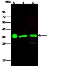 ECH1 Rabbit anti-Human, Clone: 2, Novus Biologicals:Antibodies:Primary
