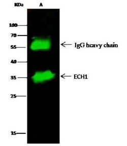 ECH1 Antibody, Novus Biologicals:Antibodies:Primary Antibodies