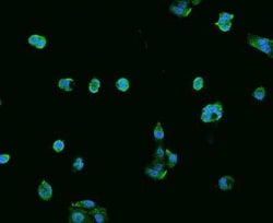 ECHDC1 Antibody, Novus Biologicals:Antibodies:Primary Antibodies