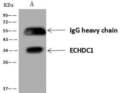 ECHDC1 Antibody, Novus Biologicals:Antibodies:Primary Antibodies
