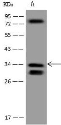 ECHDC1 Antibody, Novus Biologicals:Antibodies:Primary Antibodies