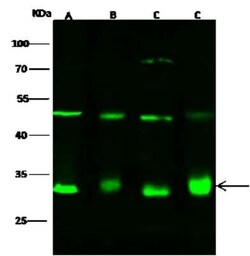 ECHS1 Antibody, Novus Biologicals 50 &mu;g, Unconjugated:Antibodies, Polyclonal