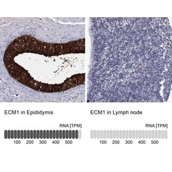 ECM-1/Secretory Component P85 Rabbit anti-Human, Polyclonal, Novus Biologicals