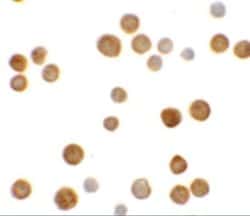 ECRG4 Antibody - BSA Free, Novus Biologicals 0.1 mg | Buy Online | Novus Biologicals | Fisher Scientific