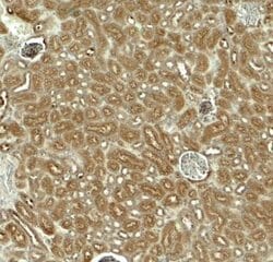 EDA-A1/Ectodysplasin A1 Antibody - BSA Free, Novus Biologicals 0.1 mg;