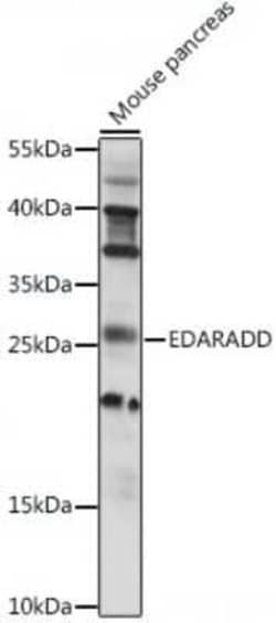 EDARADD Antibody - Azide and BSA Free, Novus Biologicals 0.02 mL, Unconjugated:Antibodies,