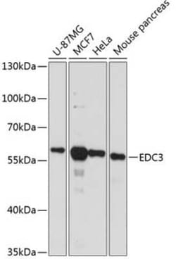 EDC3 Antibody - Azide and BSA Free, Novus Biologicals 0.1 mL, Unconjugated:Antibodies,