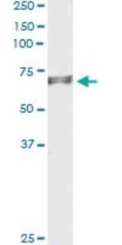 EDEM2 Antibody (2E4), Novus Biologicals 0.1 mg | Buy Online | Novus Biologicals | Fisher Scientific