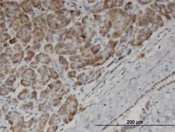 Novus Biologicals EDF1 Antibody (3E6), Novus Biologicals 0.1 mg | Buy Online | Novus Biologicals&trade; | Fisher Scientific