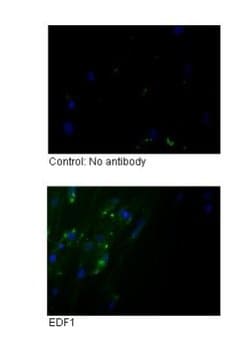 EDF1 Antibody, Novus Biologicals 100 &mu;L; Unconjugated:Antibodies, Polyclonal