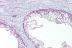 EDF1 Antibody, Novus Biologicals 100 &mu;L; Unconjugated:Antibodies, Polyclonal
