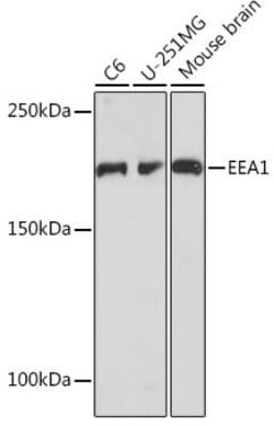 EEA1 Rabbit anti-Human, Mouse, Rat, Clone: 8S10A7, Novus Biologicals:Antibodies:Primary
