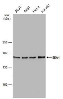 EEA1 Antibody (GT10811), Novus Biologicals 100 &mu;g | Buy Online | Novus Biologicals | Fisher Scientific