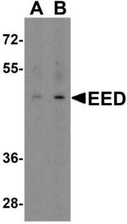 EED Antibody - BSA Free, Novus Biologicals 0.1 mg; Unconjugated:Antibodies,