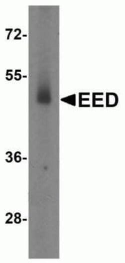 EED Antibody - BSA Free, Novus Biologicals 0.1 mg; Unconjugated:Antibodies,